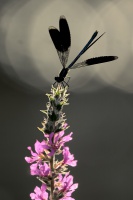Motylice leskla - Calopteryx splendens - Banded Demoiselle 2668a